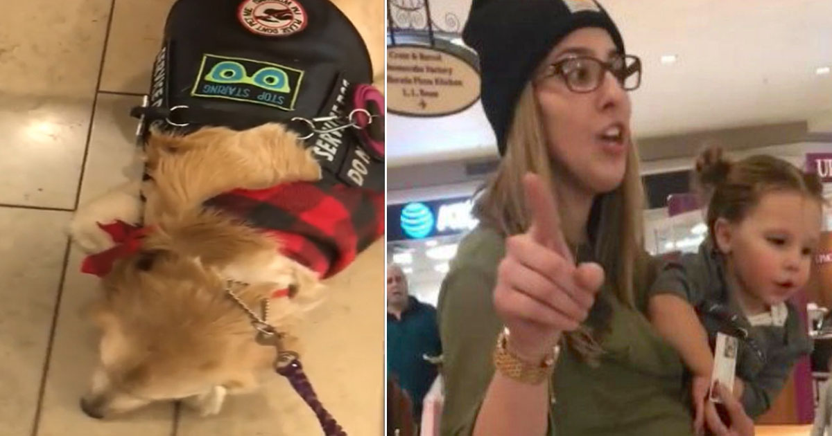 Little Girl Wants To Pet Service Dog – After Her Mom Heard No, She Called Security