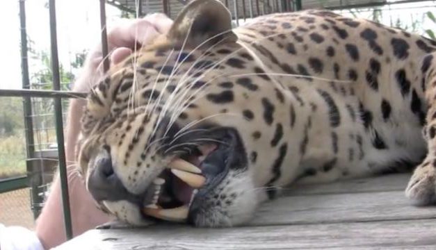 Man Reaches His Hand To Pet A Leopard In A Cage