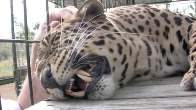 Man Reaches His Hand To Pet A Leopard In A Cage