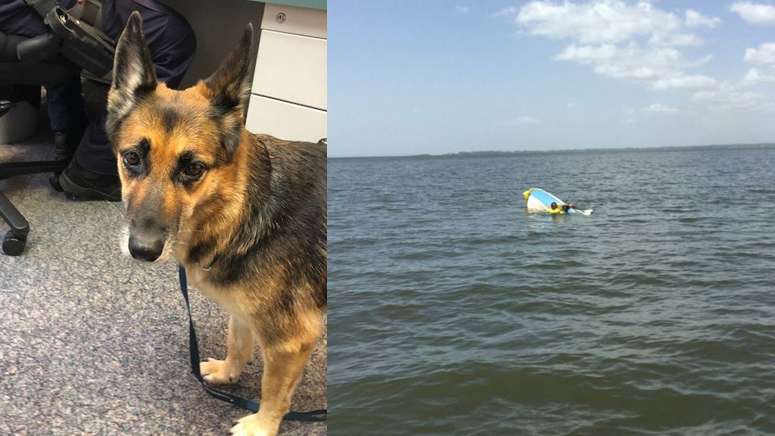 Heroic Dog Treads Water For 11 Hours To Save Her Owner’s Life