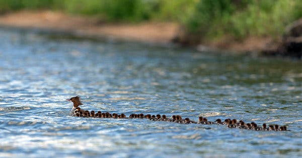 Mother Duck Has 76 Ducklings Following Her Across A Lake And It’s All Caught On Video