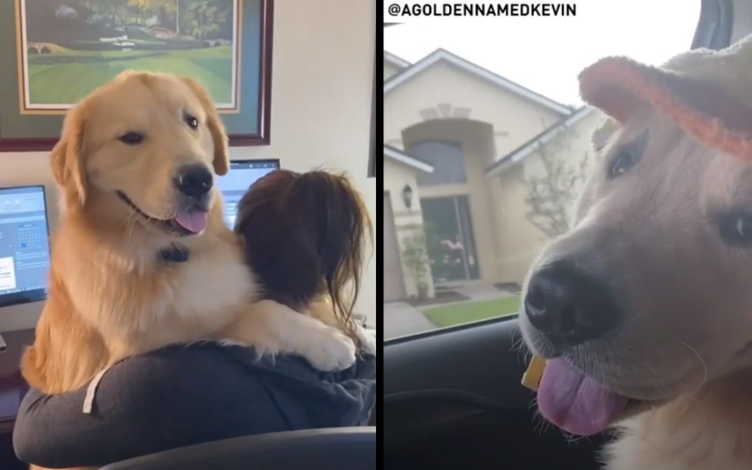 Golden Retriever In a Duck Hat Becomes One Of The Most Viral Dogs on Instagram