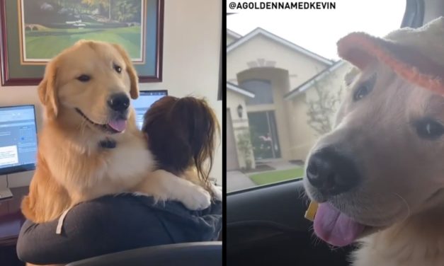 Golden Retriever In a Duck Hat Becomes One Of The Most Viral Dogs on Instagram