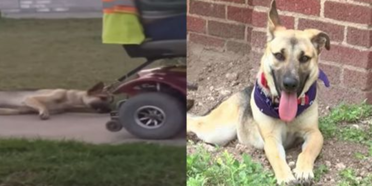 Man Who Abused Dog Gets Arrested Thanks To A Quick-Thinking Dog Lover