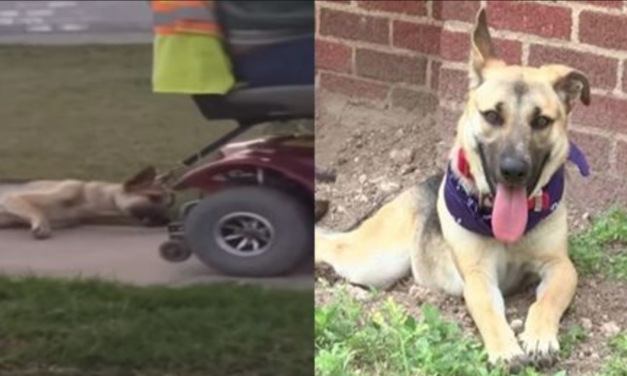 Man Who Abused Dog Gets Arrested Thanks To A Quick-Thinking Dog Lover