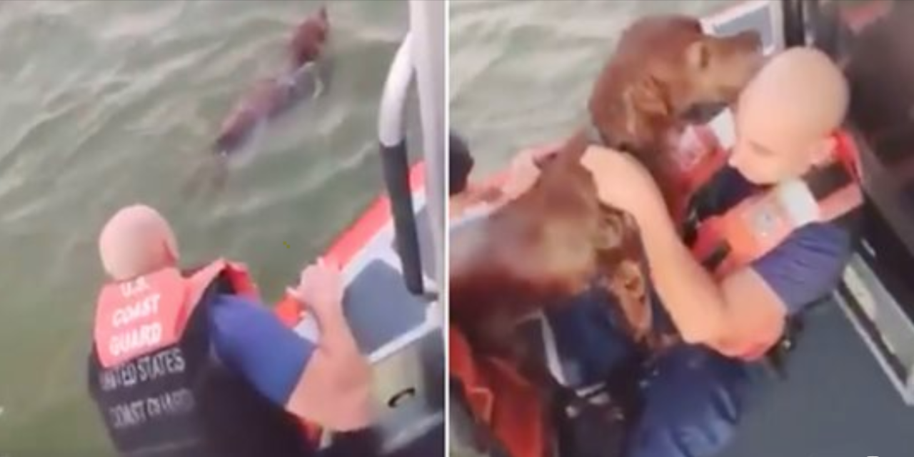 Elderly Dog Found In The Middle Of The Sea Can’t Stop Kissing His Rescuers
