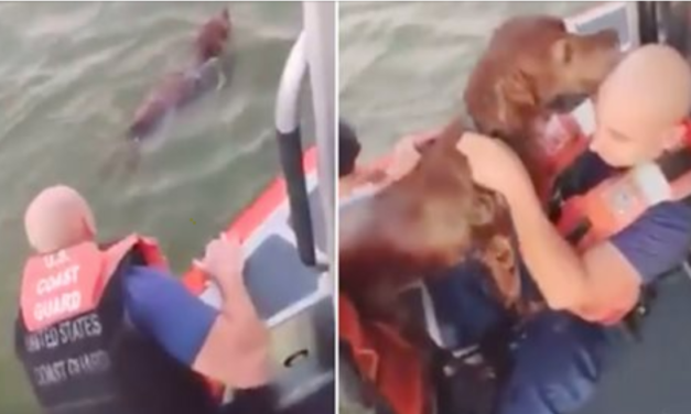 Elderly Dog Found In The Middle Of The Sea Can’t Stop Kissing His Rescuers