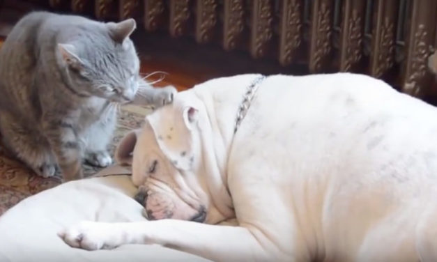 World’s Sweetest Cat Tries To Wake Up Sleepy Dog