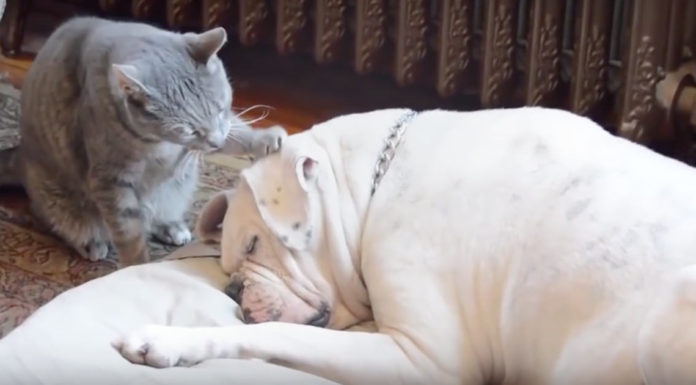 World’s Sweetest Cat Tries To Wake Up Sleepy Dog