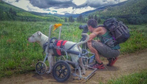 Dog In A Wheelchair Travels Across The Country With His Human Dad