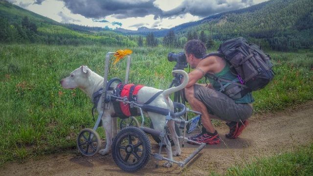 Dog In A Wheelchair Travels Across The Country With His Human Dad