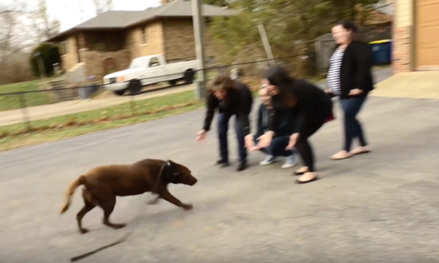 Chocolate Labrador Who’d Been Missing For 5 Years Sees His Family Again