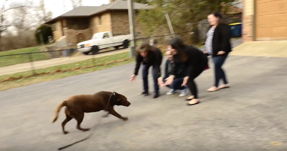Chocolate Labrador Who’d Been Missing For 5 Years Sees His Family Again