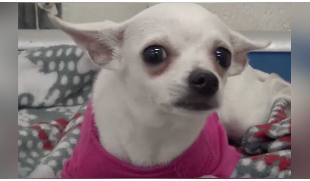 Chihuahua Weeps Herself To Sleep In High-Kill Shelter After Being Dumped By Cruel Owners