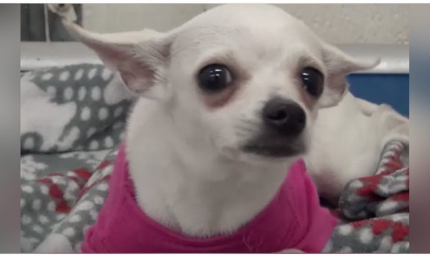 Chihuahua Weeps Herself To Sleep In High-Kill Shelter After Being Dumped By Cruel Owners
