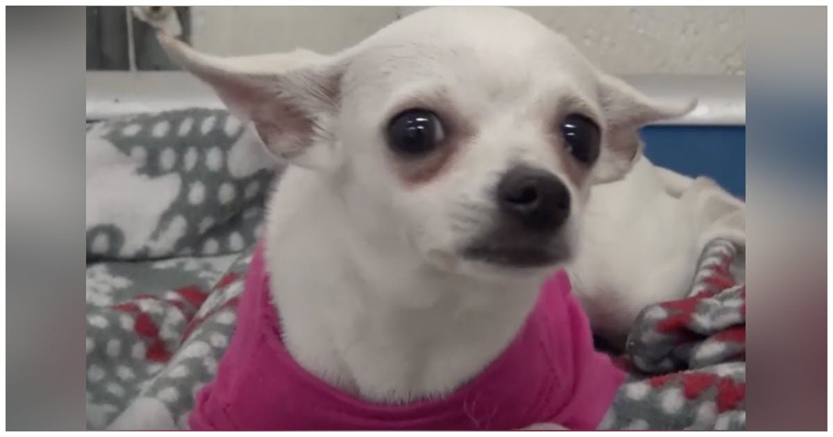 Chihuahua Weeps Herself To Sleep In High-Kill Shelter After Being Dumped By Cruel Owners