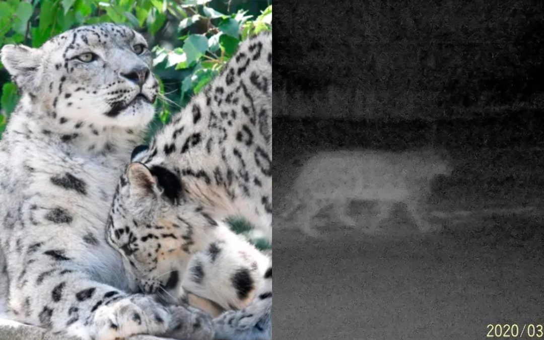Rare Snow Leopards Spotted in Popular Hiking Destination Now Under Lockdown