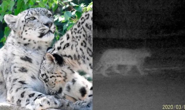 Rare Snow Leopards Spotted in Popular Hiking Destination Now Under Lockdown