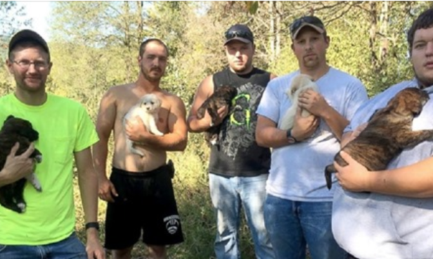 Instead of Having A Bachelor Party, A Group Decided To Save Sick Puppies They Found In The Woods