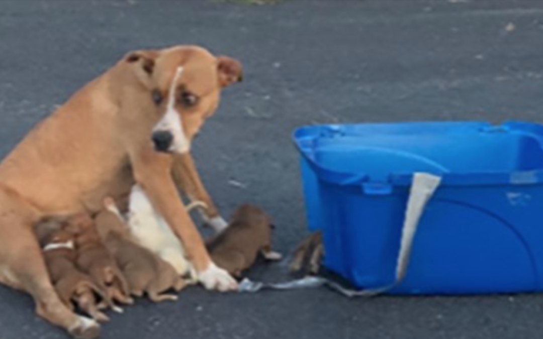 A Dog Was Dumped In A Parking Lot Along With Her Nine Newborn Puppies