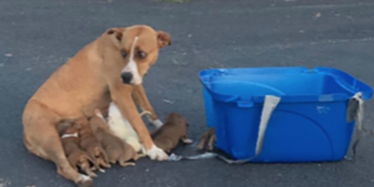 A Dog Was Dumped In A Parking Lot Along With Her Nine Newborn Puppies