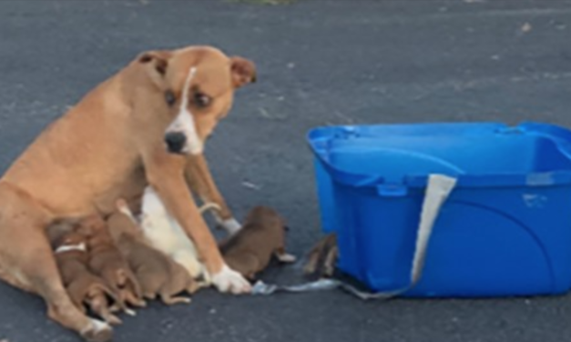 A Dog Was Dumped In A Parking Lot Along With Her Nine Newborn Puppies