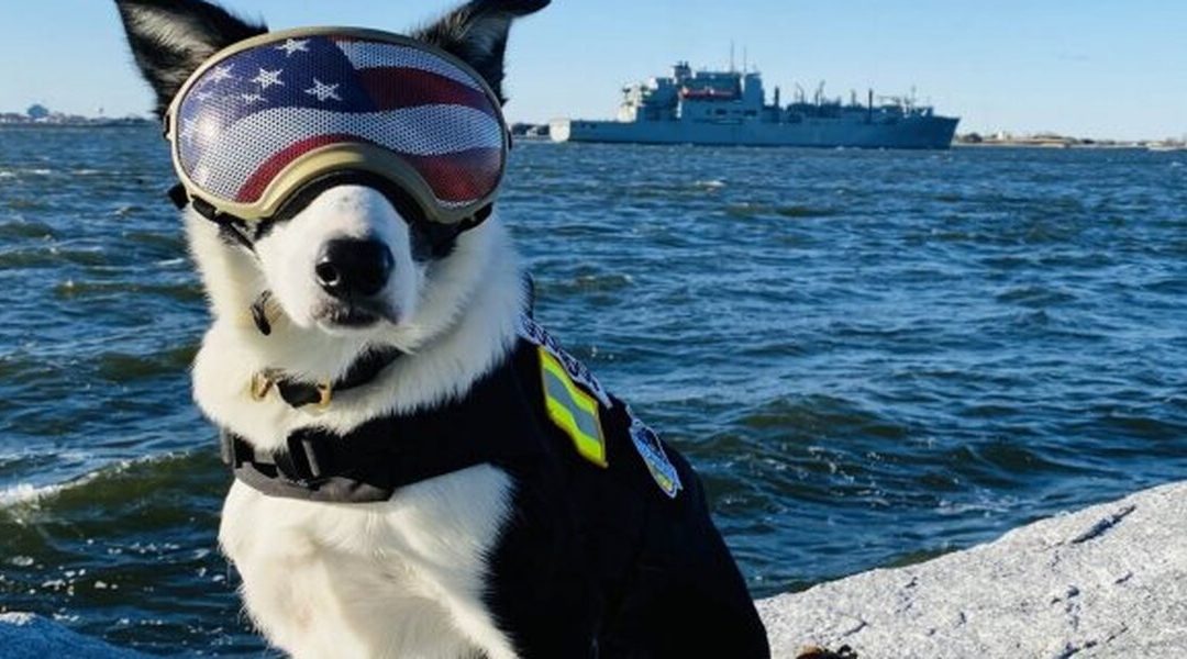$4B Road Project Has a Bird Problem, And Dogs Are Helping Fix It