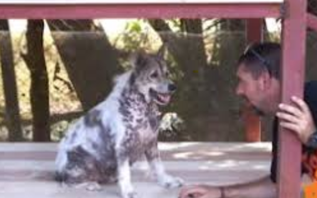 Shelter Dog Does Happy Dance After Hearing That He’s Getting Adopted After Waiting For 4 Years