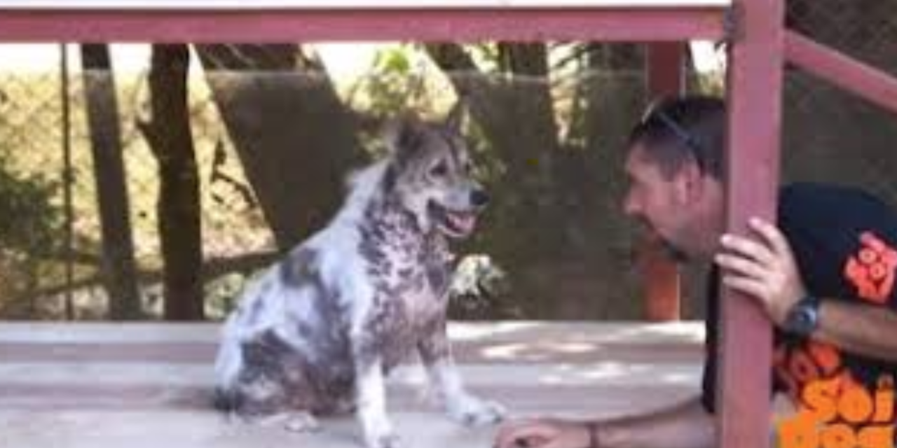 Shelter Dog Does Happy Dance After Hearing That He’s Getting Adopted After Waiting For 4 Years