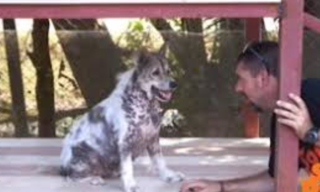 Shelter Dog Does Happy Dance After Hearing That He’s Getting Adopted After Waiting For 4 Years