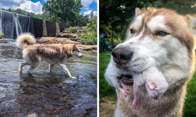 Husky Finds A Box Of Dying Kittens And Decides To Adopt Them