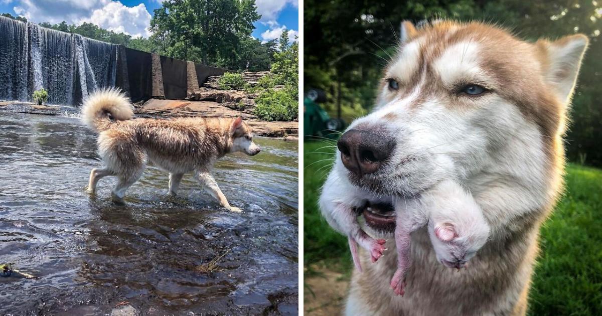 Husky Finds A Box Of Dying Kittens And Decides To Adopt Them