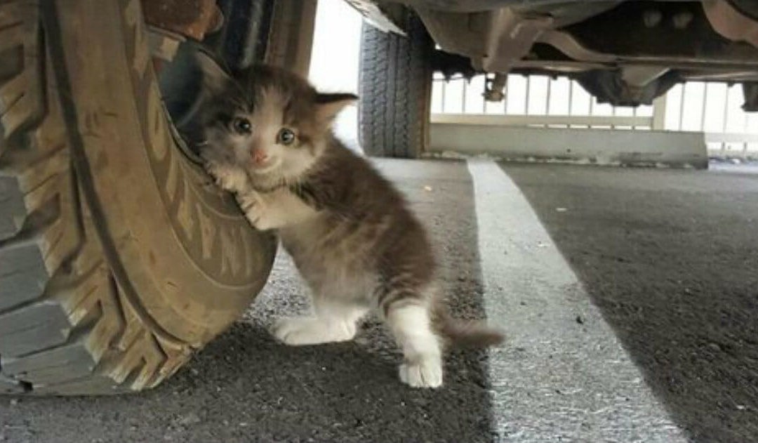 Man Gives Home to a Scared Kitten He Finds Hidden under His Truck