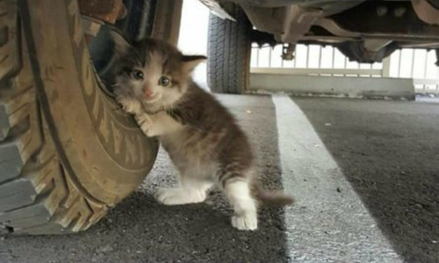 Man Gives Home to a Scared Kitten He Finds Hidden under His Truck