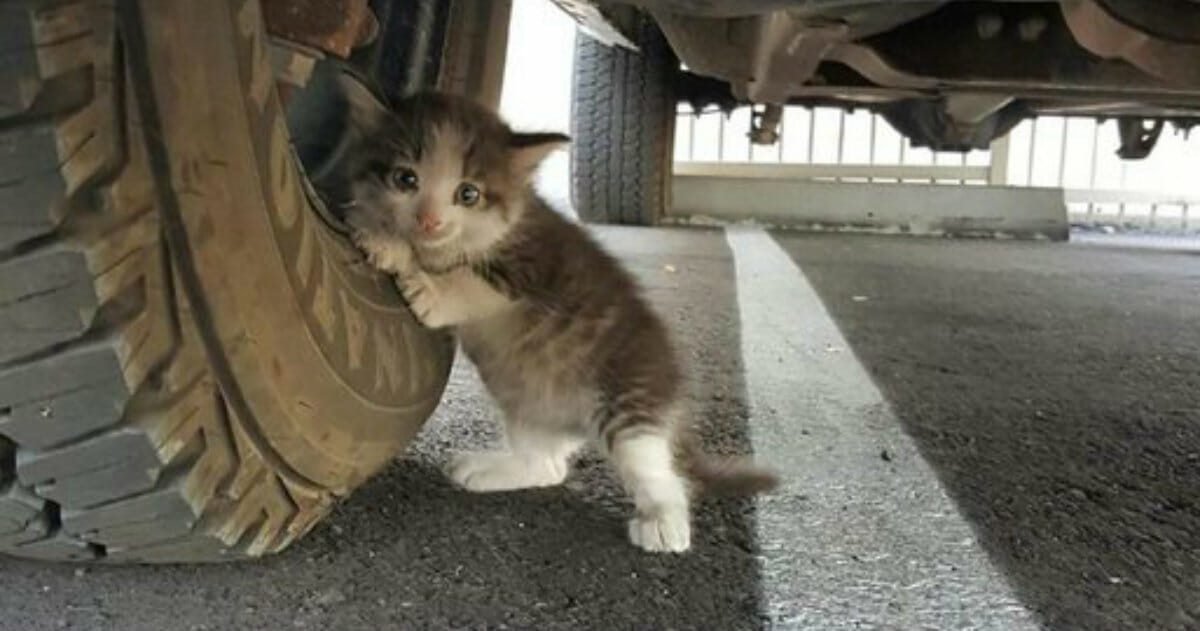 Man Gives Home to a Scared Kitten He Finds Hidden under His Truck