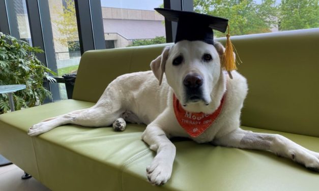 Therapy Dog Who Helped Thousands Of Students Awarded Honorary Doctorate