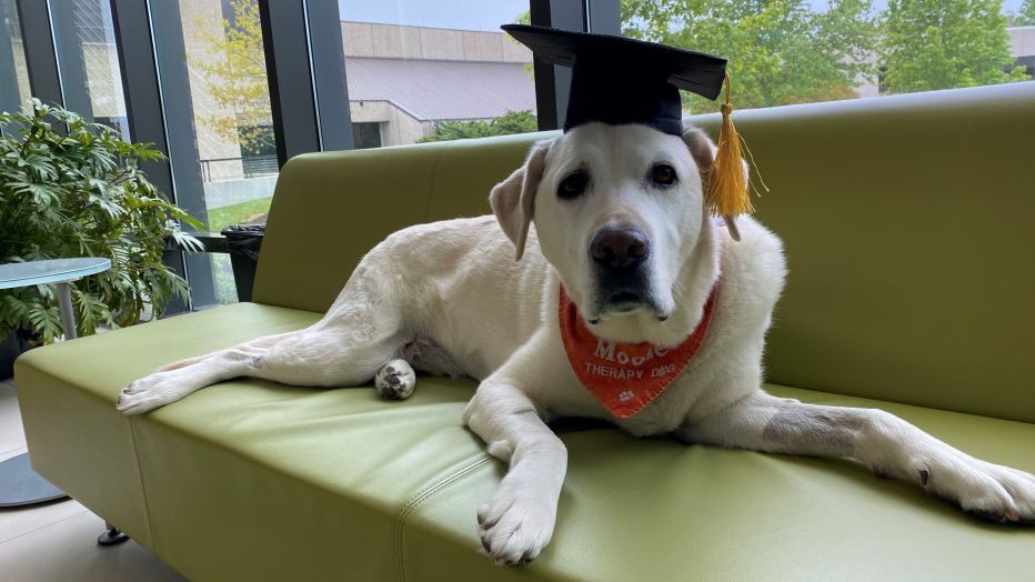 Therapy Dog Who Helped Thousands Of Students Awarded Honorary Doctorate