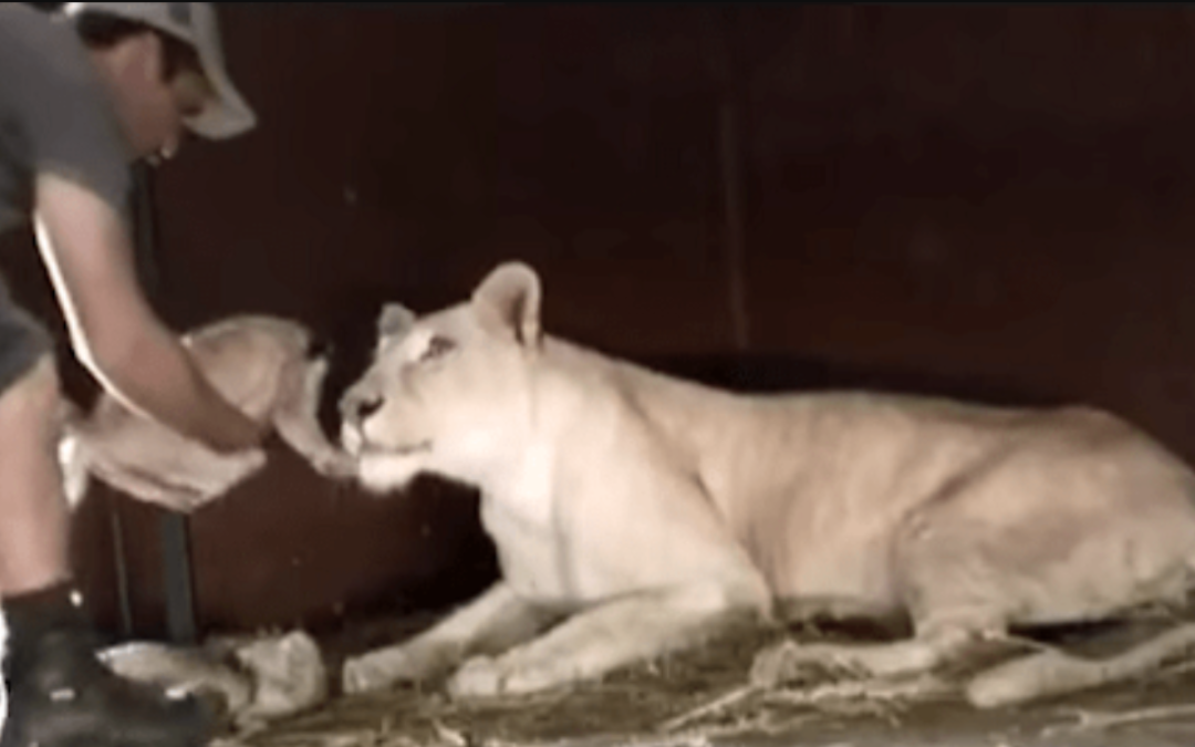 Man Approaches Little Lion Cub, Mom Lioness Has The Best Reaction