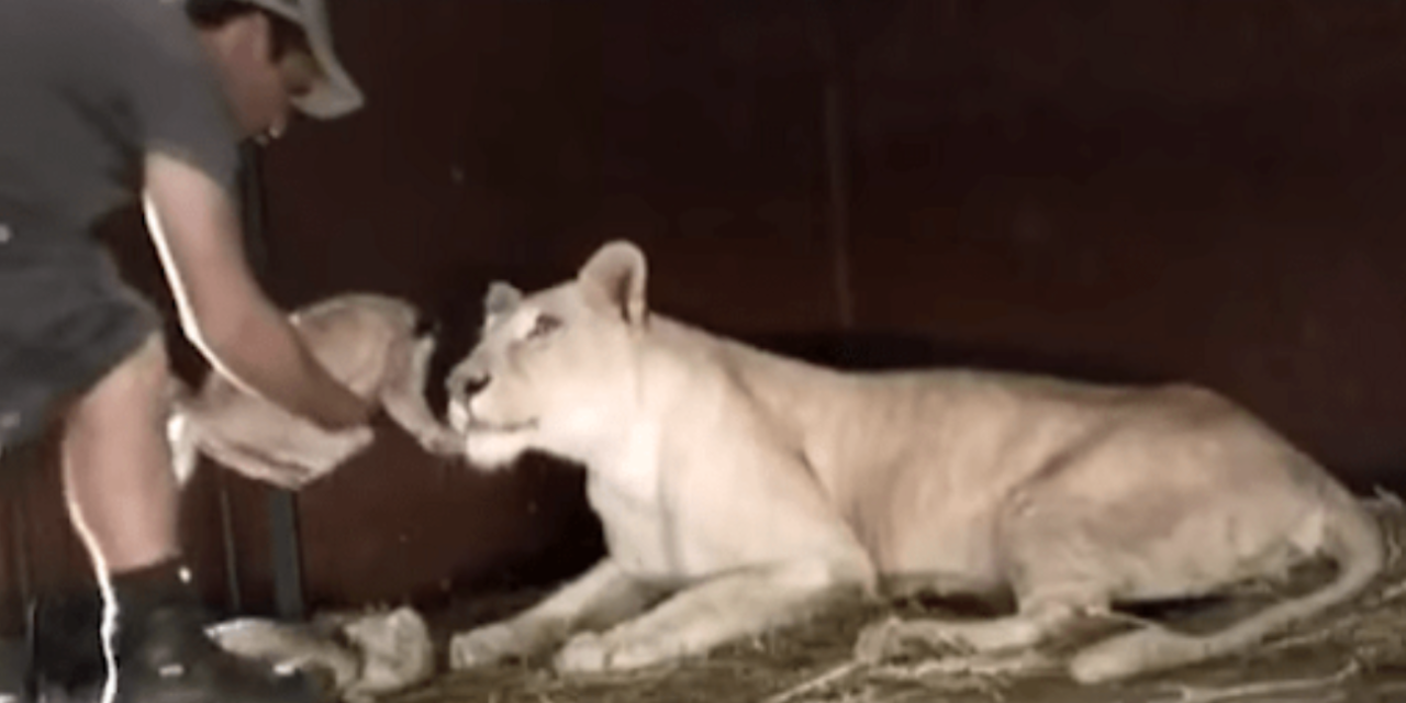 Man Approaches Little Lion Cub, Mom Lioness Has The Best Reaction