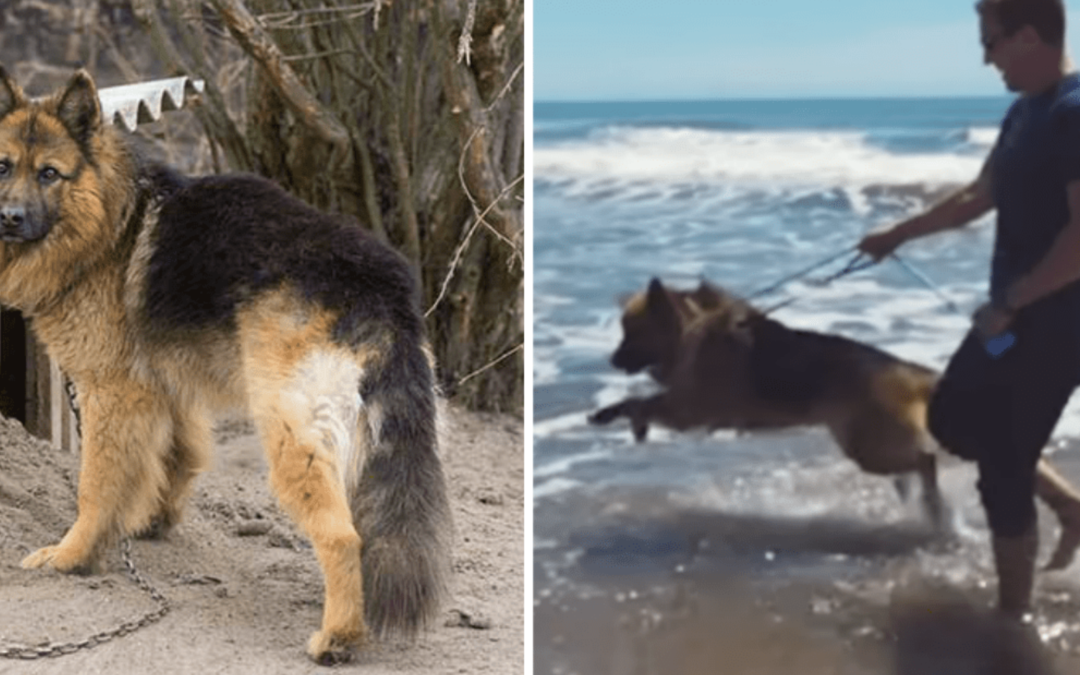German Shepherd Chained For 5-Years Sees The Ocean For The First Time