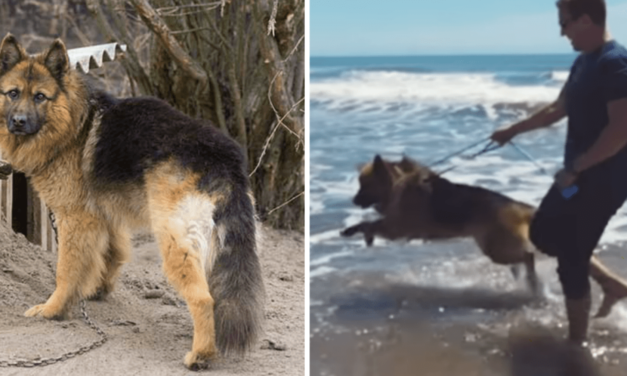 German Shepherd Chained For 5-Years Sees The Ocean For The First Time