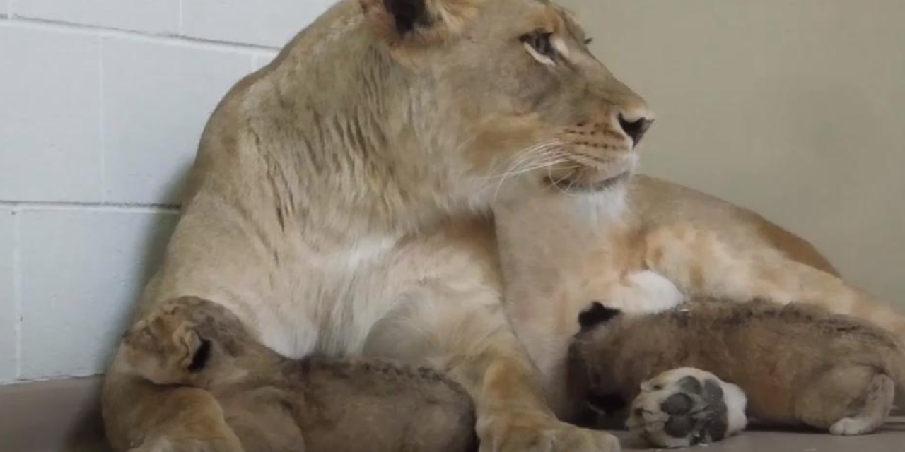 First-Time Mom Lioness Celebrates Mother’s Day With Her Newborn Cubs at Denver Zoo