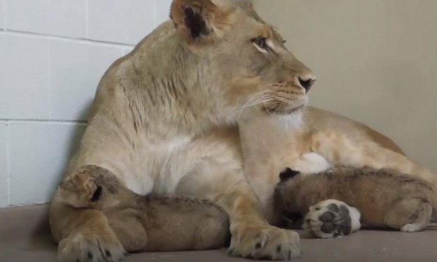 First-Time Mom Lioness Celebrates Mother’s Day With Her Newborn Cubs at Denver Zoo