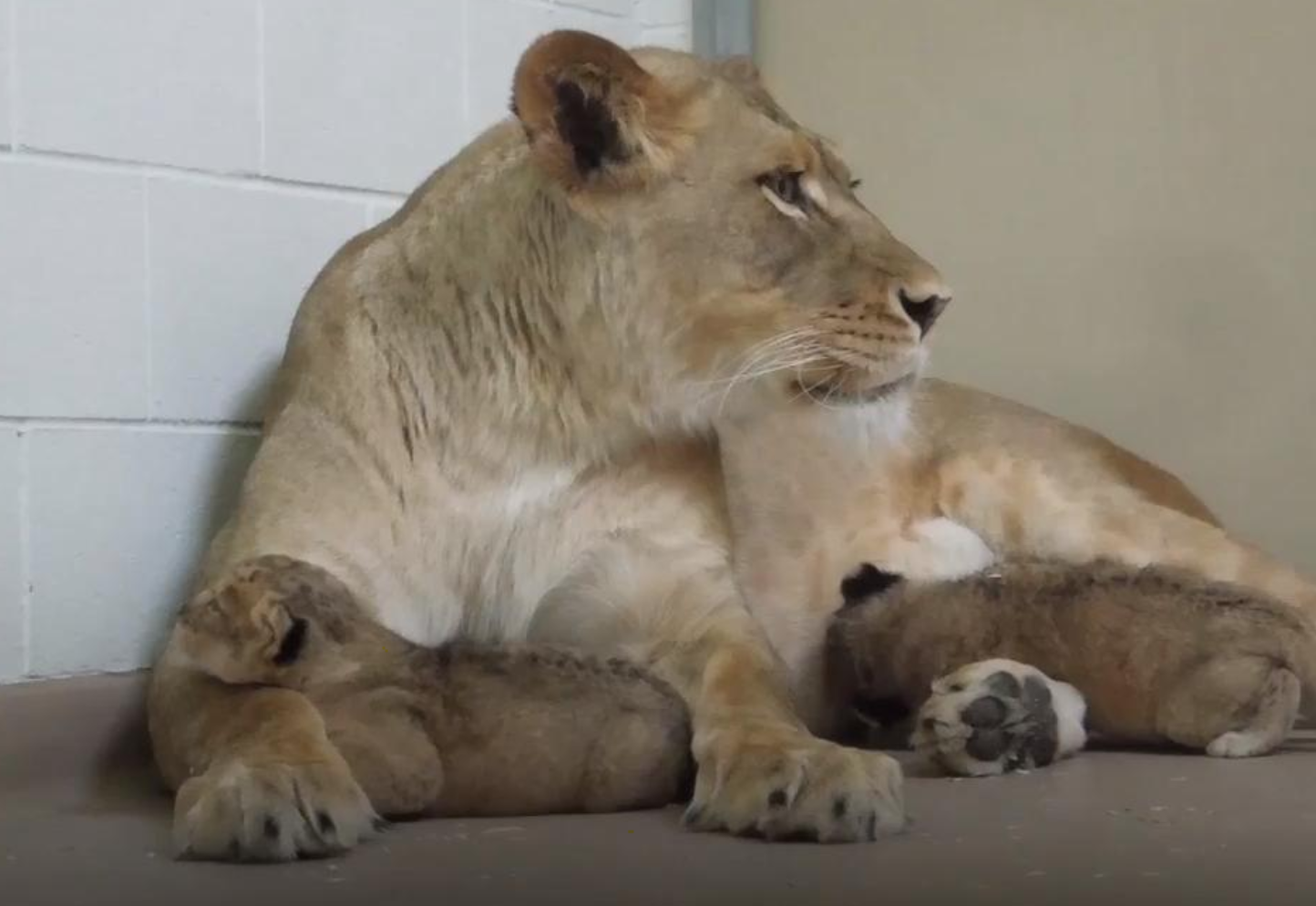 FirstTime Mom Lioness Celebrates Mother's Day With Her Newborn Cubs at