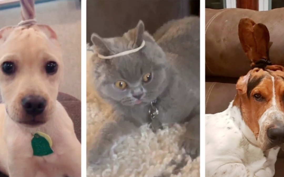 New TikTok Challenge Encourage Users To Slap Their Pets Or Tie Their Ears Just For Views