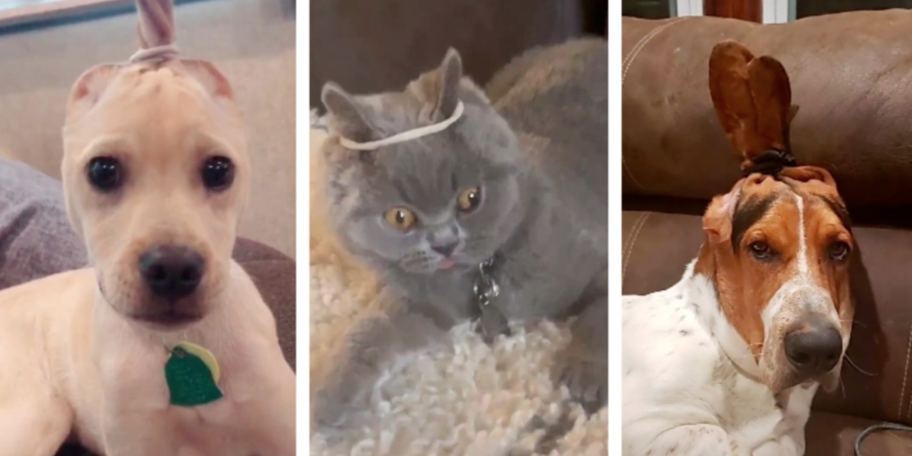 New TikTok Challenge Encourage Users To Slap Their Pets Or Tie Their Ears Just For Views