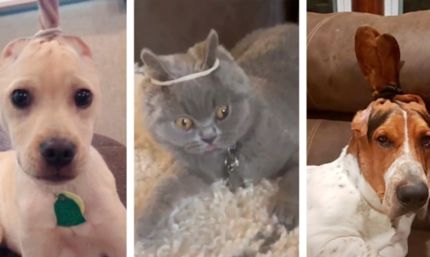 New TikTok Challenge Encourage Users To Slap Their Pets Or Tie Their Ears Just For Views