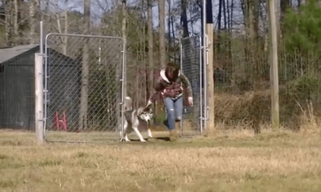 After Spending His Entire Life On A Chain, Biscuit The Siberian Husky Is Shown An Empty Field