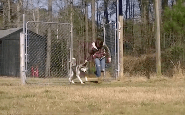 After Spending His Entire Life On A Chain, Biscuit The Siberian Husky Is Shown An Empty Field