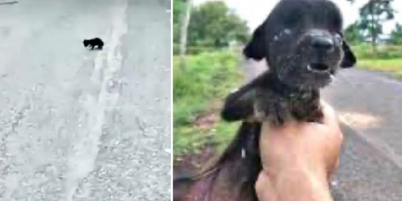 Good Samaritan helps a blind and hungry dog ignored by passersby to die